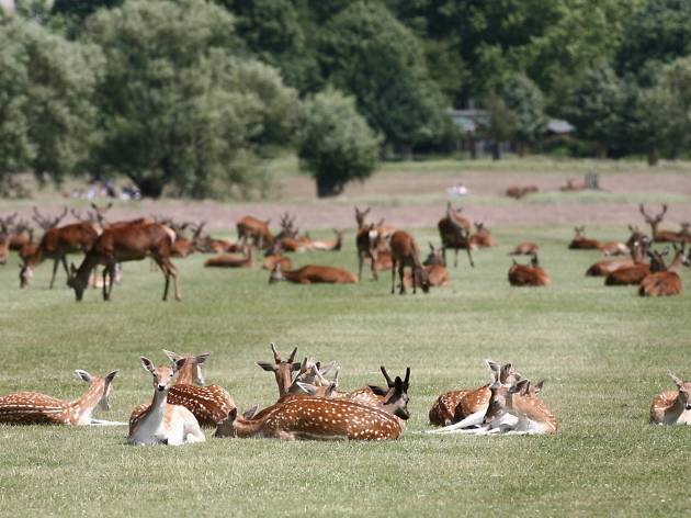 deers at Richmond Par